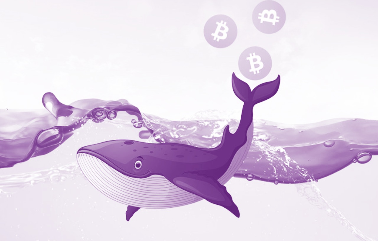 Crypto whale là gì?